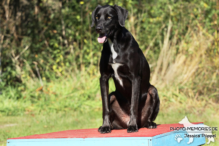 Labrador-Mix auf dem Agility-Tisch