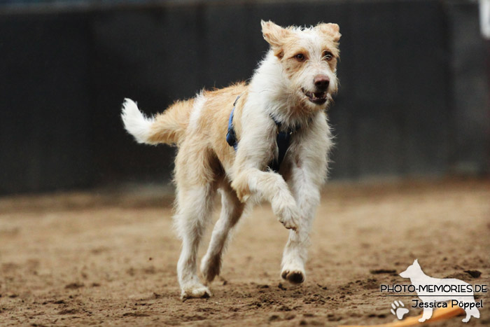 Beim Hunderennen