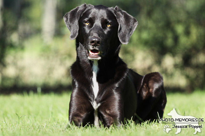 Labrador-Mix im Liegen