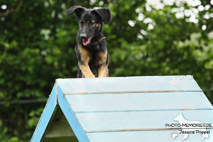 Schäferhund-Mix auf der Agility A-Wand