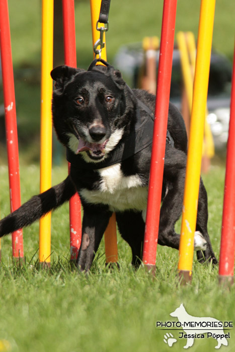 Der Slalom im Agility