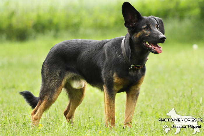 Schäferhund-Mix im Stehen