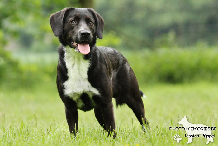 Labrador-Mix im Stand