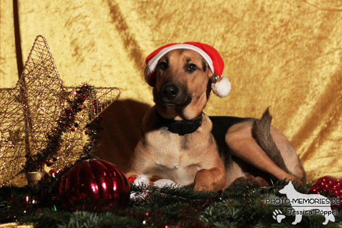 Schäferhund.Mix im Studio zu Weihnachten