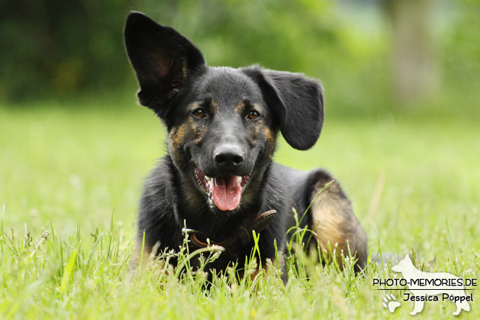 Schäferhund-Mix im Liegen