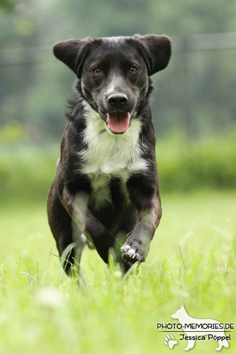 Labrador-Mix im Laufen