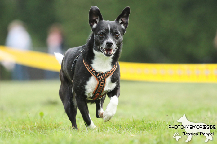 Beim Hunderennen