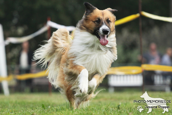 Beim Hunderennen