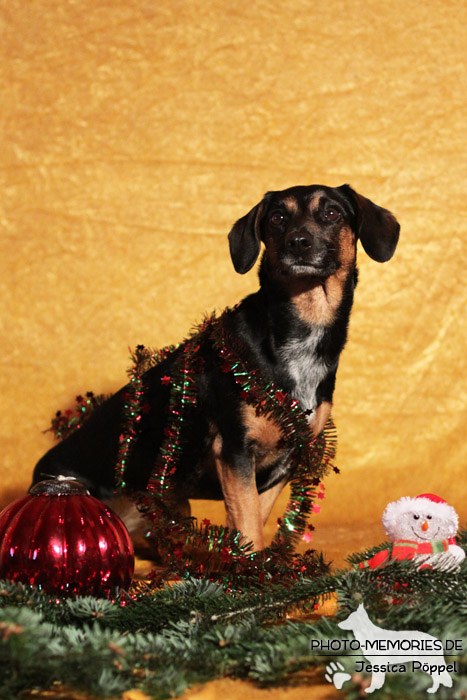 Im Studio zu Weihnachten