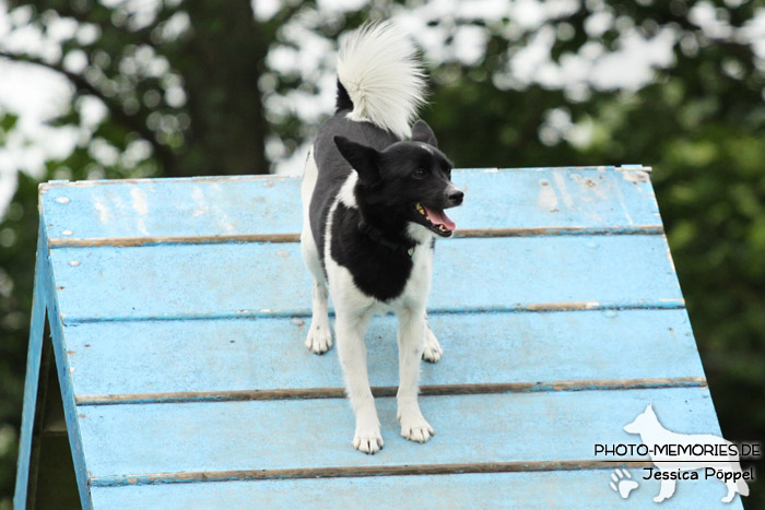 Auf der Agility A-Wand