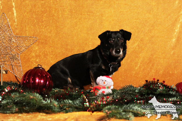 Im Studio zu Weihnachten