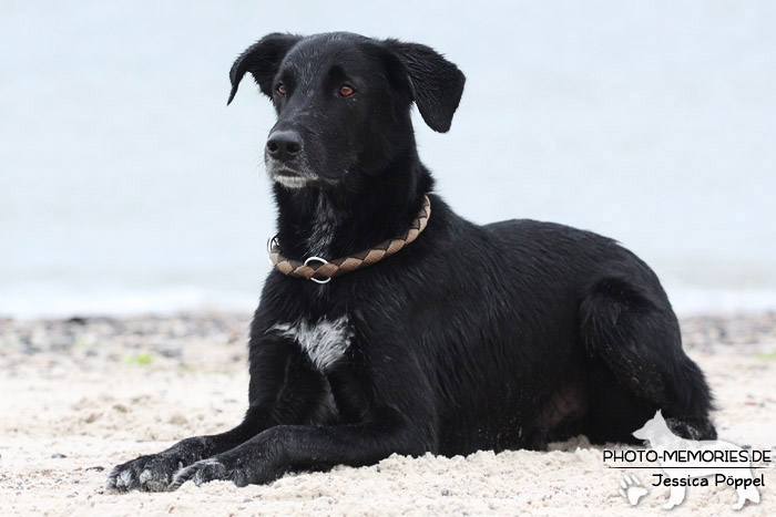 Labrador-Mischlingsrüde am Strand