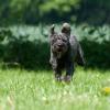 Actionfoto