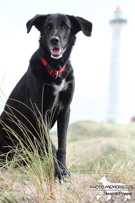 Labrador-Mischlingsrüde vor einem Leuchtturm