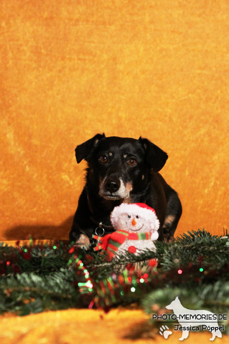 Im Studio zu Weihnachten