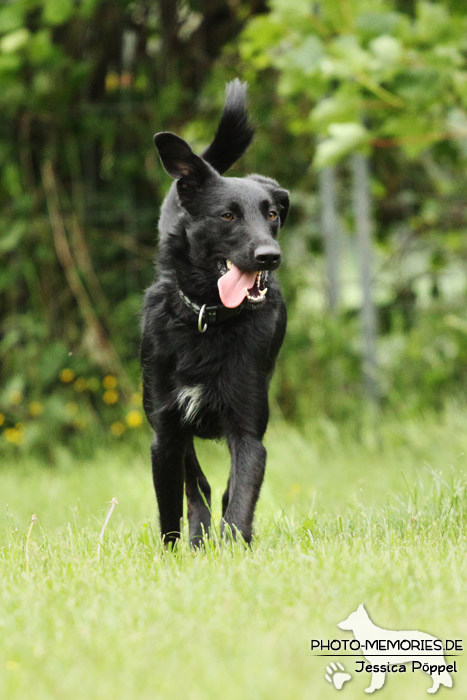 Labrador-Mix im Laufen