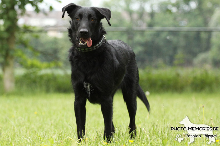 Labrador-Mix im Stehen