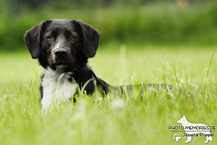 Labrador-Mix im Liegen