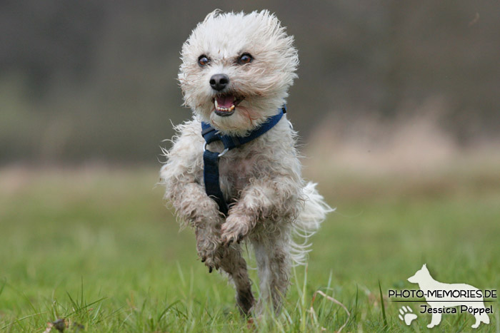 Action auf der Wiese