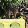 Labrador-Mix beim Sprung über ein Hindernis