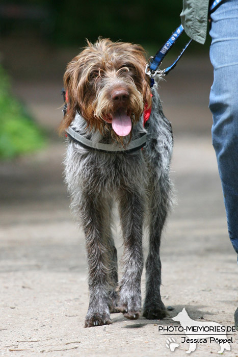 In der Hundeschule