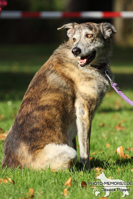 Impressionen einer Hundeausstellung