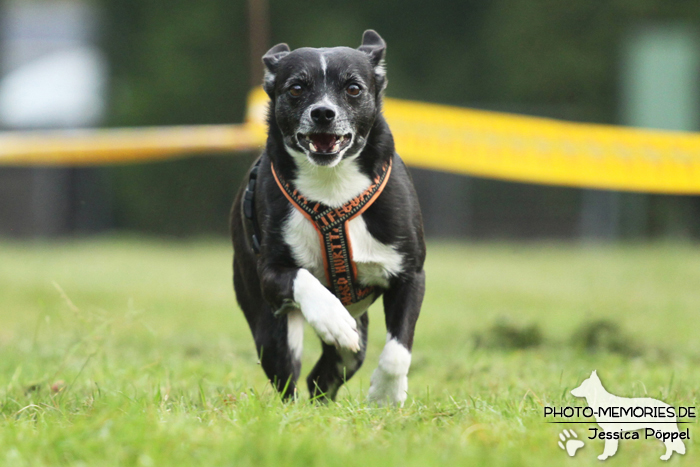 Beim Hunderennen