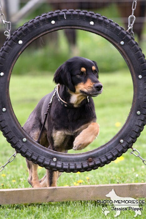 Sprung durch den Reifen im Agility