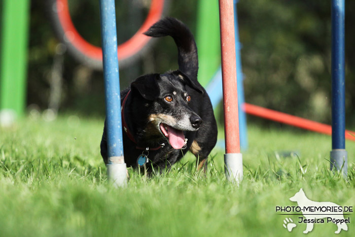 Beim Agility