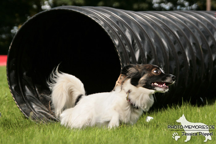 Der Agility-Tunnel