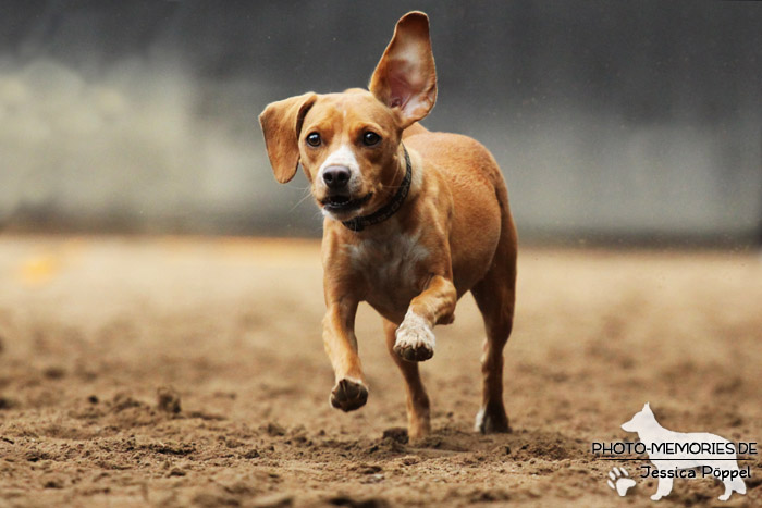 Beim Hunderennen