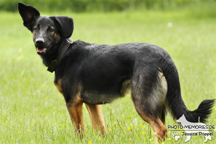 Schäferhund-Mix im Stand