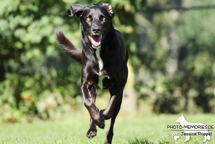 Labrador-Mix in Action