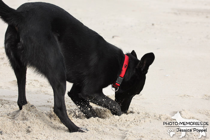 Labrador-Mischlingsrüde am Strand