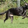 Labrador-Mix in Action