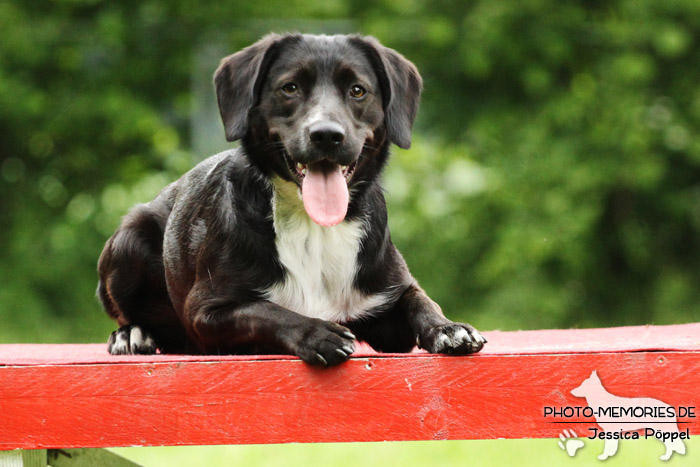 Labrador-Mix auf dem Agility-Tisch