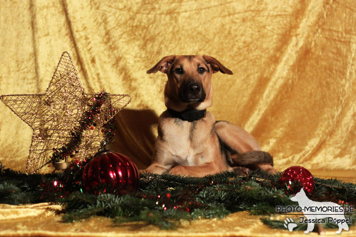 Schäferhund.Mix im Studio zu Weihnachten