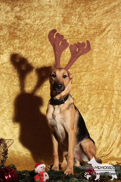 Schäferhund.Mix im Studio zu Weihnachten