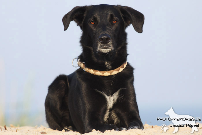 Labrador-Mischlingsrüde am Strand