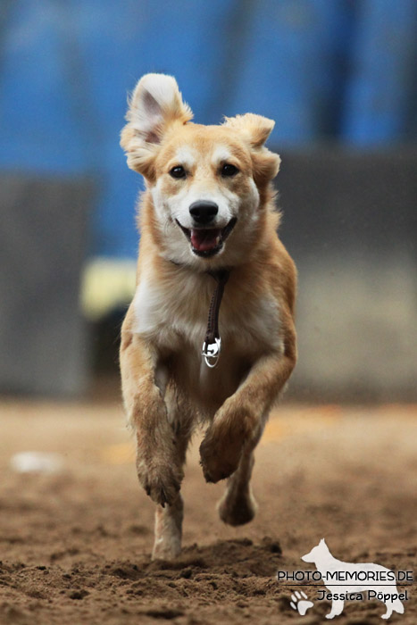 Beim Hunderennen