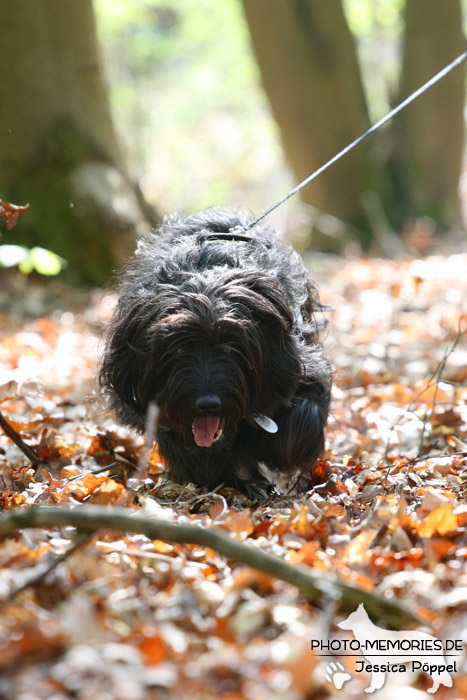 Mantrailing in der Hundeschule