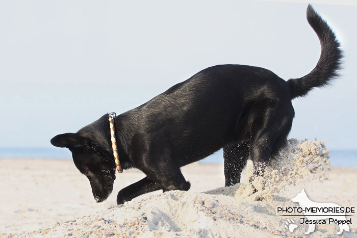 Labrador-Mischlingsrüde am Strand