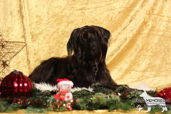 Im Studio zu Weihnachten