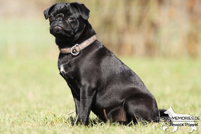 Mops im Sitzen