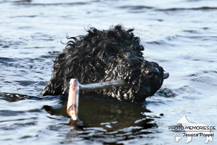 Kleinpudel im Wasser