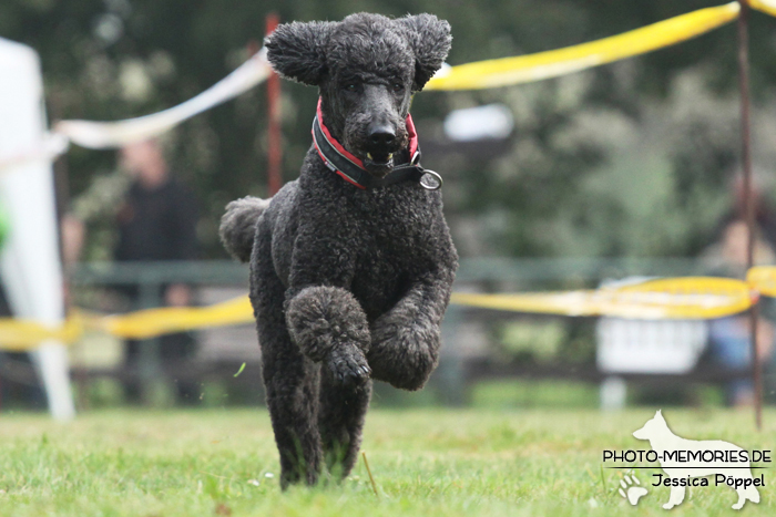 Pudel beim Hunderennen