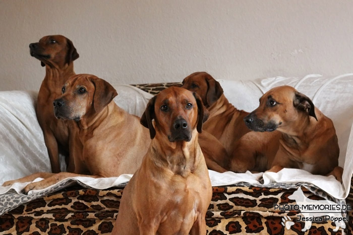 Rhodesian Ridgeback "Xarit D'Afrique"