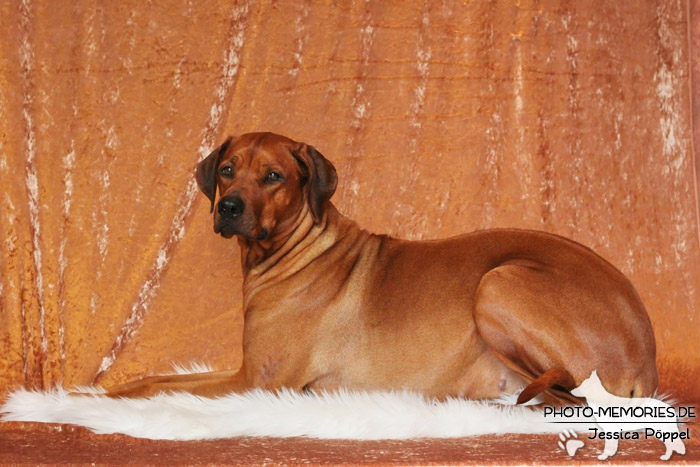 Rhodesian Ridgeback "Xarit D'Afrique"