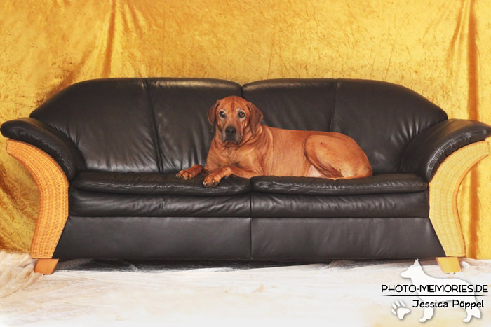 Rhodesian Ridgeback "Xarit D'Afrique"