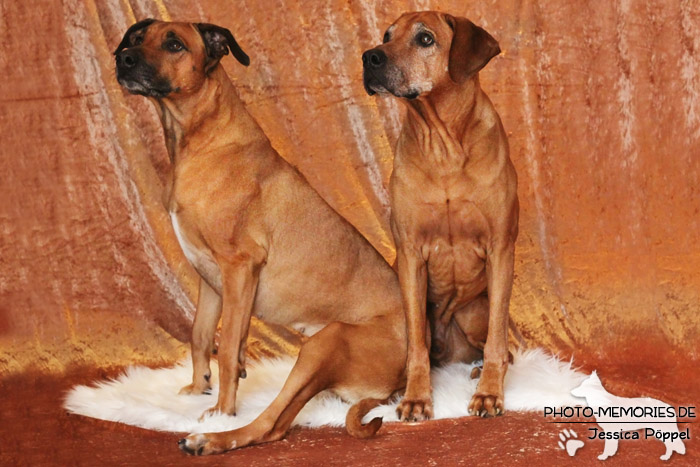 Rhodesian Ridgeback "Xarit D'Afrique"